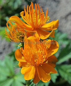 TROLLIUS (GLOBE FLOWER) CHINENSIS ‘GOLDEN QUEEN‘ I (25 P.BAG)