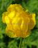 TROLLIUS GLOBE FLOWER EUROPAEUS SUPERBUS I 25 P.BAG