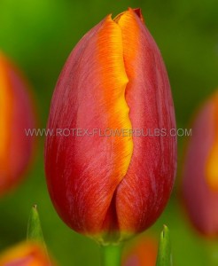 TULIPA DARWIN HYBRID ‘APELDOORN‘S ELITE‘ 12/+ CM. (500 LOOSE  P.PLASTIC CRATE)