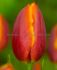 TULIPA DARWIN HYBRID APELDOORNS ELITE 12 CM. 500 LOOSE P.PLASTIC CRATE