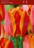 TULIPA DARWIN HYBRID APELDOORNS ELITE 12 CM. 500 LOOSE P.PLASTIC CRATE