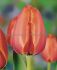 TULIPA DARWIN HYBRID APRICOT IMPRESSION 12 CM. 100 LOOSE P.BINBOX