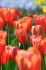 TULIPA DARWIN HYBRID APRICOT IMPRESSION 12 CM. 100 LOOSE P.BINBOX