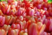 TULIPA DARWIN HYBRID APRICOT IMPRESSION 12 CM. 100 LOOSE P.BINBOX