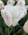 TULIPA DARWIN HYBRID APRICOT PRIDE 12 CM. 100 LOOSE P.BINBOX