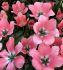 TULIPA DARWIN HYBRID BELLA BLUSH 12 CM. 100 LOOSE P.BINBOX