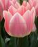 TULIPA DARWIN HYBRID BELLA BLUSH 12 CM. 100 LOOSE P.BINBOX