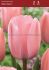 TULIPA DARWIN HYBRID BELLA BLUSH 12 CM. 100 LOOSE P.BINBOX