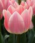 TULIPA DARWIN HYBRID ‘BELLA BLUSH‘ 12/+ CM. (15 QUALITY PKGS.X 6)