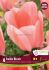 TULIPA DARWIN HYBRID BELLA BLUSH 12 CM. 15 QUALITY PKGS.X 6