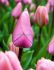 TULIPA DARWIN HYBRID BIG LOVE 12 CM. 100 LOOSE P.BINBOX