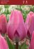 TULIPA DARWIN HYBRID BIG LOVE 12 CM. 100 LOOSE P.BINBOX