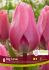 TULIPA DARWIN HYBRID BIG LOVE 12 CM. 15 QUALITY PKGS.X 6