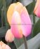 TULIPA DARWIN HYBRID BLUSHING IMPRESSION 12 CM. 100 LOOSE P.BINBOX