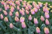 TULIPA DARWIN HYBRID BLUSHING IMPRESSION 12 CM. 100 LOOSE P.BINBOX