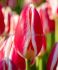 TULIPA DARWIN HYBRID CANDY APPLE DELIGHT 12 CM. 15 QUALITY PKGS.X 6