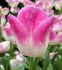 TULIPA DARWIN HYBRID COOL PINK LEMONADE 12 CM. 100 LOOSE P.BINBOX