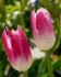 TULIPA DARWIN HYBRID COOL PINK LEMONADE 12 CM. 100 LOOSE P.BINBOX