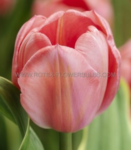 TULIPA DARWIN HYBRID ‘DESIGN IMPRESSION‘ 12/+ CM. (100 LOOSE P.BINBOX)