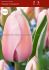 TULIPA DARWIN HYBRID DESIGN IMPRESSION 12 CM. 100 LOOSE P.BINBOX