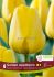 TULIPA DARWIN HYBRID GOLDEN APELDOORN 12 CM. 15 QUALITY PKGS.X 6