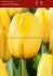 TULIPA DARWIN HYBRID GOLDEN PARADE 12 CM. 15 QUALITY PKGS.X 6