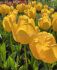 TULIPA DARWIN HYBRID GOLDEN PARADE 12 CM. 15 QUALITY PKGS.X 6