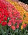 TULIPA DARWIN HYBRID GROWERS PRIDE MIX 12 CM. 15 QUALITY PKGS.X 6