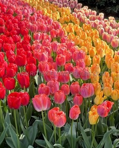 TULIPA DARWIN HYBRID ‘GROWERS PRIDE MIX‘ 12/+ CM. (15 QUALITY PKGS.X 6)