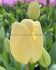 TULIPA DARWIN HYBRID IVORY FLORADALE 12 CM. 500 LOOSE P.PLASTIC CRATE