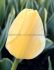 TULIPA DARWIN HYBRID JAAP GROOT 12 CM. 100 LOOSE P.BINBOX