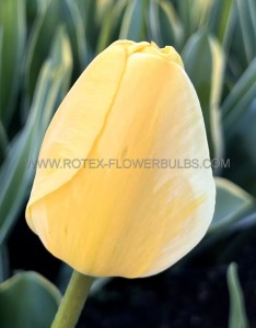 TULIPA DARWIN HYBRID ‘JAAP GROOT‘ 12/+ CM. (15 QUALITY PKGS.X 6)