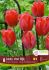 TULIPA DARWIN HYBRID LADY VAN EYK 12 CM. 15 QUALITY PKGS.X 6