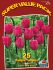 TULIPA DARWIN HYBRID LADY VAN EYK 12 CM. 20 SUPER VALUE PKGS.X 25