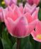 TULIPA DARWIN HYBRID LIGHT AND DREAMY 12 CM. 100 LOOSE P.BINBOX