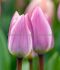 TULIPA DARWIN HYBRID LIGHT AND DREAMY 12 CM. 15 QUALITY PKGS.X 6