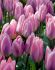 TULIPA DARWIN HYBRID LIGHT AND DREAMY 12 CM. 15 QUALITY PKGS.X 6