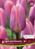 TULIPA DARWIN HYBRID LIGHT AND DREAMY 12 CM. 15 QUALITY PKGS.X 6