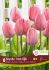 TULIPA DARWIN HYBRID MYSTIC VAN EYK 12 CM. 15 QUALITY PKGS.X 6