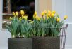 TULIPA DARWIN HYBRID NOVI SUN 12 CM. 500 LOOSE P.PLASTIC CRATE