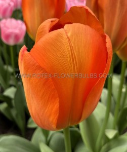 TULIPA DARWIN HYBRID ‘ORANGE BALLOON‘ 12/+ CM. (100 LOOSE P.BINBOX)