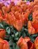 TULIPA DARWIN HYBRID ORANGE BALLOON 12 CM. 100 LOOSE P.BINBOX