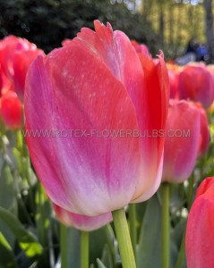 TULIPA DARWIN HYBRID ‘ORANGE PRIDE‘ 12/+ CM. (100 LOOSE P.BINBOX)