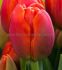 TULIPA DARWIN HYBRID ORANGE VAN EYK 12 CM. 15 QUALITY PKGS.X 6