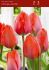 TULIPA DARWIN HYBRID ORANGE VAN EYK 12 CM. 15 QUALITY PKGS.X 6