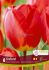 TULIPA DARWIN HYBRID OXFORD 12 CM. 15 QUALITY PKGS.X 6