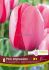 TULIPA DARWIN HYBRID PINK IMPRESSION 12 CM. 15 QUALITY PKGS.X 6