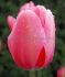 TULIPA DARWIN HYBRID PINK IMPRESSION JUMBO SIZE 14 CM. 300 LOOSE P.PLASTIC CRATE