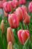 TULIPA DARWIN HYBRID PINK IMPRESSION JUMBO SIZE 14 CM. 300 LOOSE P.PLASTIC CRATE