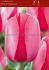 TULIPA DARWIN HYBRID PINK IMPRESSION JUMBO SIZE 14 CM. 300 LOOSE P.PLASTIC CRATE